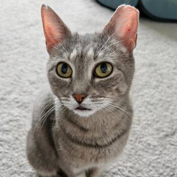 Domestic Short Hair Cats Available for Adoption - Molly | PetCurious