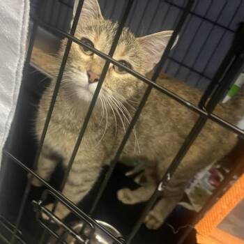 FFR-Stray-14524 -  Domestic Short Hair Cat for Adoption in Bismarck, North Dakota - FFR-Stray-14524 | PetCurious