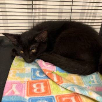 Willie -  Domestic Medium Hair Cat for Adoption in Monroe, Michigan - Willie | PetCurious