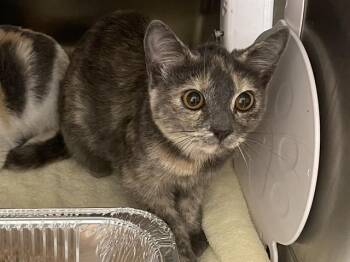 DAISY -  Domestic Short Hair Cat for Adoption in Auburn, California - DAISY | PetCurious