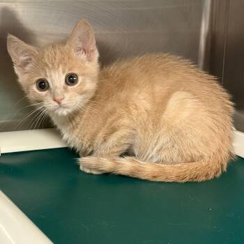 Crookshanks -  Domestic Short Hair Cat for Adoption in Mentor, Ohio - Crookshanks | PetCurious