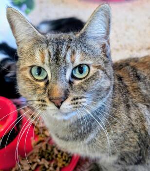 Domestic Short Hair Cats Available for Adoption - Daffodil | PetCurious
