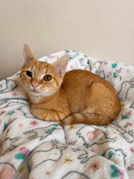 Honeybee -  Domestic Short Hair and Tabby Cat for Adoption in Greensboro, North Carolina - Honeybee | PetCurious