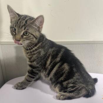 Monstro -  Domestic Short Hair Cat for Adoption in Tampa, Florida - Monstro | PetCurious