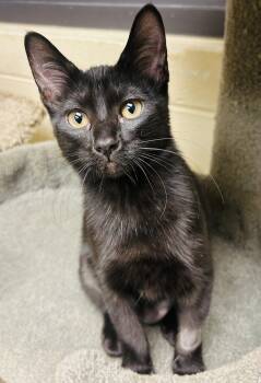 Cleo -  Domestic Short Hair Cat for Adoption in Schaumburg, Illinois - Cleo | PetCurious