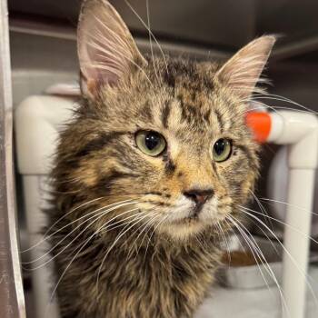Santos -  Domestic Long Hair Cat for Adoption in Salt Lake City, Utah - Santos | PetCurious