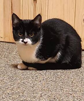 Rescue Domestic Short Hair Cats for Adoption - Tennessee 0525 | PetCurious