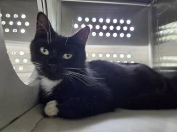 Big Bird -  Domestic Short Hair Cat for Adoption in Hyde Park, New York - Big Bird | PetCurious