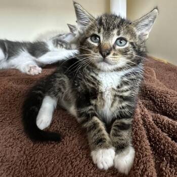 Widget -  Domestic Short Hair Cat for Adoption in Hinesville, Georgia - Widget | PetCurious