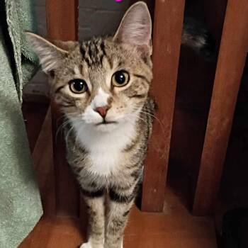 Domestic Short Hair Cats Available for Adoption in Johnstown, Pennsylvania - Sally | PetCurious
