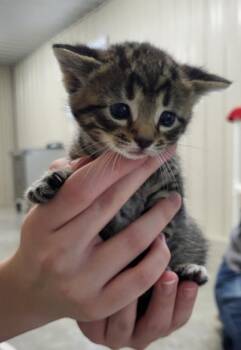 Archer -  Domestic Short Hair Cat for Adoption in Medford, Wisconsin - Archer | PetCurious