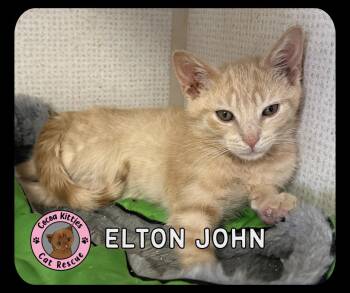 Elton John -  Domestic Short Hair Cat for Adoption in Hershey, Pennsylvania - Elton John | PetCurious