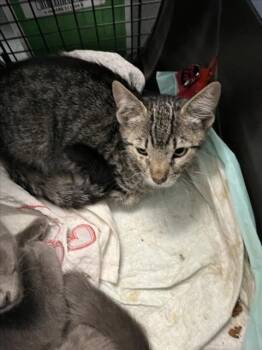 *HARRY -  Domestic Short Hair Cat for Adoption in Woodland, California - *HARRY | PetCurious