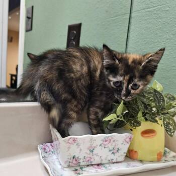 Daisy -  Domestic Short Hair Cat for Adoption in Harlingen, Texas - Daisy | PetCurious