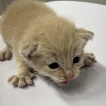 Rose -  Domestic Short Hair Cat for Adoption in Tampa, Florida - Rose | PetCurious