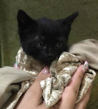 LILLY -  Domestic Short Hair Cat for Adoption in Riverside, California - LILLY | PetCurious