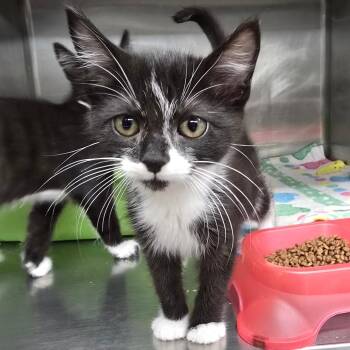 Buel -  Domestic Short Hair Cat for Adoption in Spokane, Washington - Buel | PetCurious