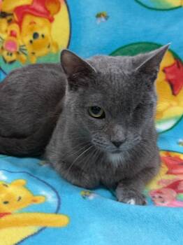 Domestic Short Hair Cats Available for Adoption in Vacaville, California - Ellie | PetCurious