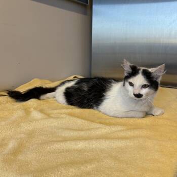 IVHS-Stray-142322 -  Domestic Medium Hair Cat for Adoption in San Gabriel, California - IVHS-Stray-142322 | PetCurious