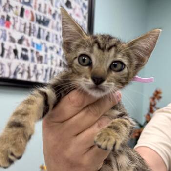 Zooble -  Domestic Short Hair Cat for Adoption in Sunrise, Florida - Zooble | PetCurious