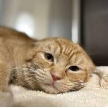 Domestic Short Hair Cats Available for Adoption - Rain | PetCurious