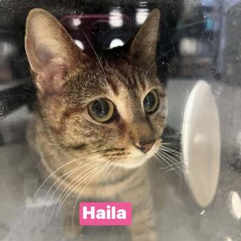 Haila -  Domestic Short Hair Cat Available for Adoption in Dover, New Hampshire - Haila | PetCurious