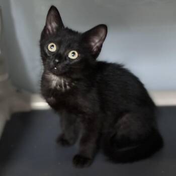 Fudge -  Domestic Short Hair Cat for Adoption in South Elgin, Illinois - Fudge | PetCurious
