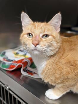Birdsong -  Domestic Short Hair Cat for Adoption in Chambersburg, Pennsylvania - Birdsong | PetCurious