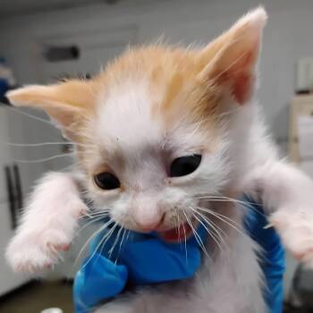 Pip -  Domestic Short Hair Cat Available for Adoption in Summerville, South Carolina - Pip | PetCurious