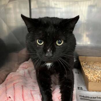 SVAS-Stray-38940 -  Domestic Short Hair Cat for Adoption in Lyndhurst, Virginia - SVAS-Stray-38940 | PetCurious