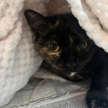 Black -  Domestic Short Hair Cat for Adoption in Chicago, Illinois - Black | PetCurious