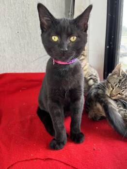 Rescue Domestic Short Hair Cats for Adoption in Eugene, Oregon - Markie Mark | PetCurious