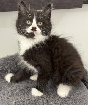 Mustachio- funny, athletic explorer -  Domestic Long Hair and Domestic Medium Hair Cat for Adoption in Bonney Lake, Washington - Mustachio- Funny, Athletic Explorer | PetCurious