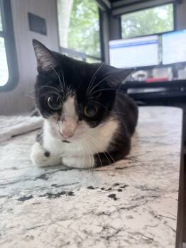 Eerie -  American Shorthair Cat for Adoption in Lakeland, Florida - Eerie | PetCurious