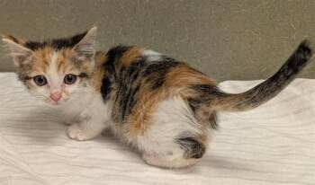 Domestic Short Hair Cats Available for Adoption in Moreno Valley, California - A550965 | PetCurious