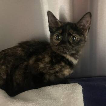 Domestic Short Hair Cats Available for Adoption - Gretel | PetCurious