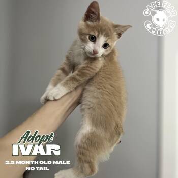 Ivar -  Domestic Short Hair Cat for Adoption in Wilmington, North Carolina - Ivar | PetCurious
