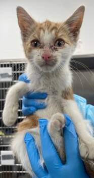 Rescue Domestic Short Hair Cats for Adoption in Hartsville, South Carolina - Ozzy | PetCurious