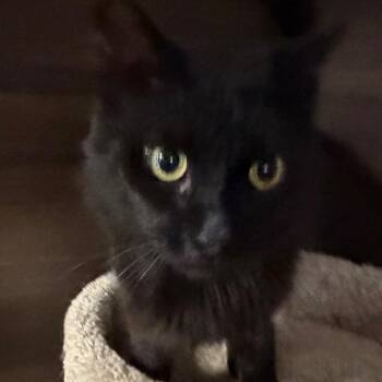 Bagheera -  Domestic Medium Hair Cat for Adoption in Buffalo, New York - Bagheera | PetCurious