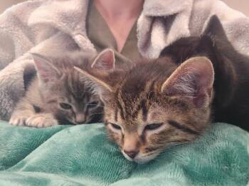S3 Mochi -  Domestic Short Hair Cat Available for Adoption in Ashland, Wisconsin - S3 Mochi | PetCurious