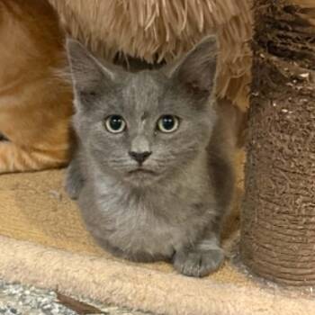 Gale -  Domestic Medium Hair Cat for Adoption in Antioch, California - Gale | PetCurious