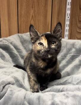 Kitten 28222 (Kiki) -  Tortoiseshell Cat for Adoption in Parlier, California - Kitten 28222 (Kiki) | PetCurious