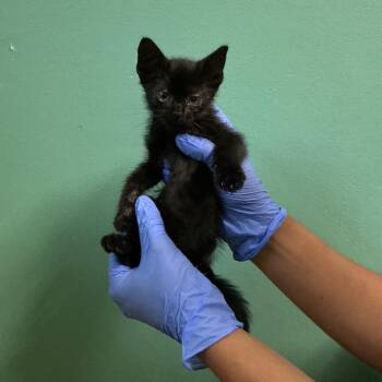 IVHS-Stray-139308 -  Domestic Short Hair Cat for Adoption in San Gabriel, California - IVHS-Stray-139308 | PetCurious