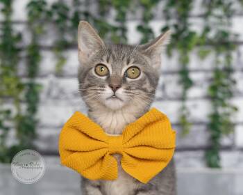 Daisy - 8 weeks old -  Domestic Short Hair and Tabby Cat for Adoption in Tuscaloosa, Alabama - Daisy - 8 Weeks Old | PetCurious