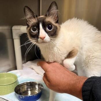 JOY -  Snowshoe Cat for Adoption in Alameda, California - JOY | PetCurious