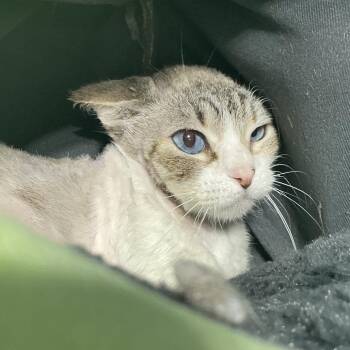 Grey -  Domestic Short Hair Cat for Adoption in Midland, Texas - Grey | PetCurious