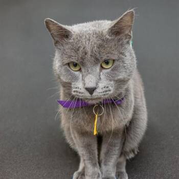 Domestic Short Hair Cats Available for Adoption - LUFFY | PetCurious