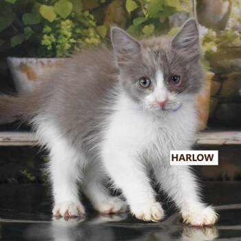 Harlow -  Domestic Medium Hair Cat for Adoption in Yuma, Arizona - Harlow | PetCurious