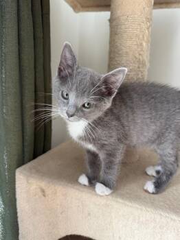 Domestic Short Hair Cats Available for Adoption in Gorham, Maine - Ravioli | PetCurious