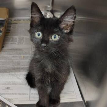 Cala -  Domestic Short Hair Cat for Adoption in Vieques, Vieques - Cala | PetCurious